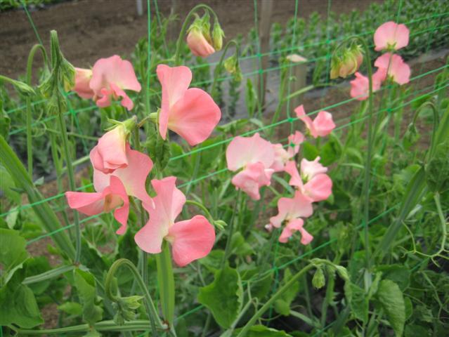 Sweet peas from 2011 trial